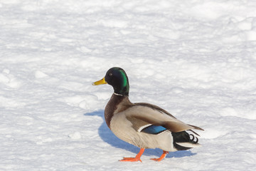 Picturesque drake on white snow