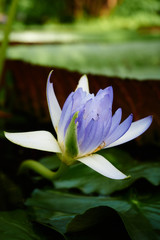 Beautiful tiny lotos flower