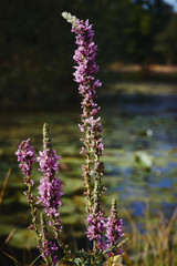 Obraz premium Beautiful purple-pink flowers in Summer