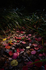 Beautiful background of fallen leaves in Autumn