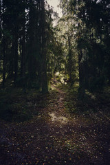 Obraz premium Forest in Autumn time with beautiful sunlight