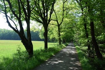 Obraz premium Waldrand