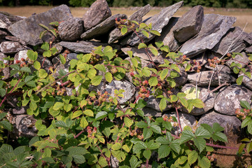 Wild blackberries growing freely in nature. Ripe and unripe berries on a bush