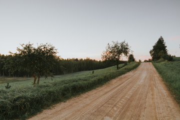 A green field in summer with an apple tree.
