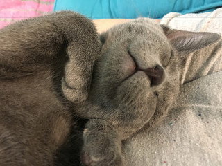 Naklejka premium beautiful cat sleeping in a gentle pose
