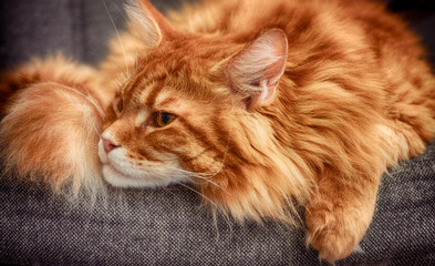 Red Maine Coon Kitten laying on a chair