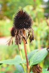 thistle plant