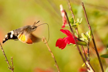 Hummingbird Hawk Moth 