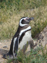 Obraz premium Penguin in El Calafate - Patagonia Argentina