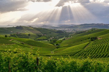 Vista dall'alto di paesaggio con verdi colline e vigneti a Barbaresco, Piemonte
