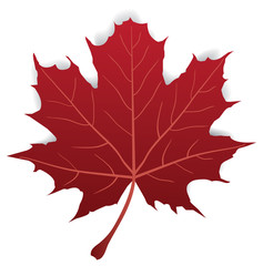 Vector Maple Leaf