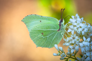 motyl  1 © Rafał Rębacz