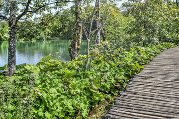 Fototapeta na wymiar Wooden boardwalk surrouded by greenery in Plitvice National Park Croatia