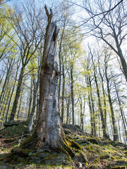 Obraz premium OLYMPUS DIGITAL CAMERA