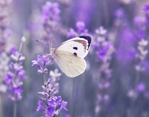Butterfly over lavender flowers. Close-up of flower field background. Design template for lifestyle...