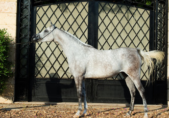 purebred egyption arabian white mare posing at gate background