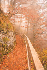 Fototapeta na wymiar Beautiful autumn romantic alley in a forest with a bridge