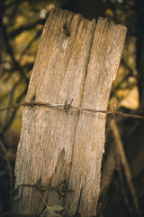 Barbed wire on wood