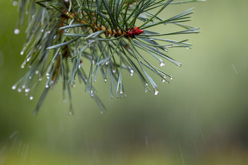 Naklejka na ściany i meble Drops of dew after the rain on pines and needles, the beginning of autumn, cooling.