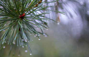 Naklejka na ściany i meble Drops of dew after the rain on pines and needles, the beginning of autumn, cooling.