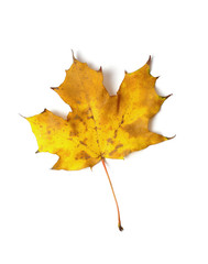 autumn maple leaf isolated on white background