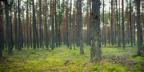 Fototapeta na wymiar forest landscape. panoramic view of a beautiful summer-autumn pine forest