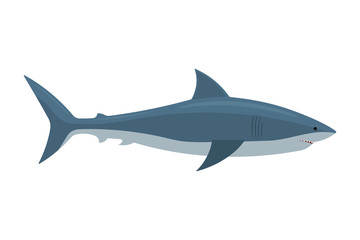 Shark. Vector illustration. Isolated.