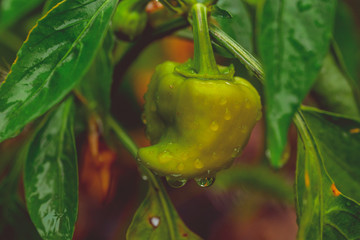 Green pepper grows on the farm, waiting for its maturation, the concept of organic food and healthy...