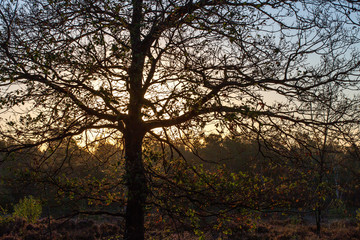 Fototapeta na wymiar Sunset on a moorland with the sun shining through the branches of a tree in the heath field