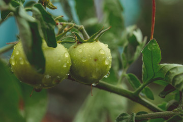 Green tomatoes grow on the farm, waiting for their maturation, the concept of organic food and...