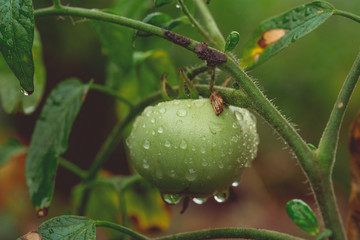 Green tomatoes grow on the farm, waiting for their maturation, the concept of organic food and...