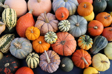 Pumpkins and  squash.