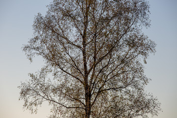 Birch tree filling the frame backlit showing its intricate detailed foliage and branches