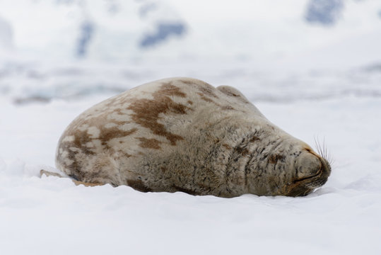 Crabeater seal on the ice
