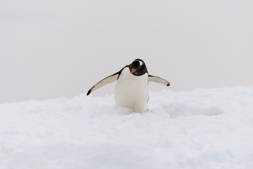 Gentoo penguin on beach