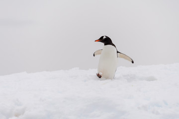 Pingouin de Gentoo sur la plage