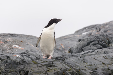 Fototapeta premium Adelie penguin on beach