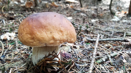 Boletus edulis mushroom in the nature