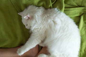 Fototapeta na wymiar White fluffy cat lies at the feet of a girl