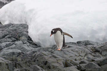 Gentoo penguin on beach