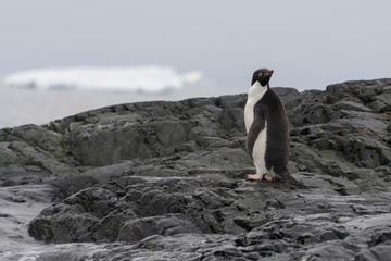 Obraz premium Gentoo penguin on beach