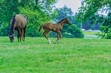 Mare and colt running