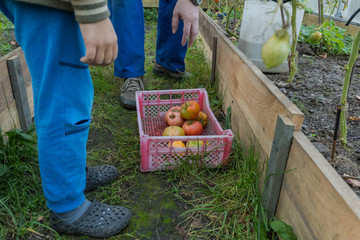 The collector puts the tomato in the basket. Harvesting in the garden.