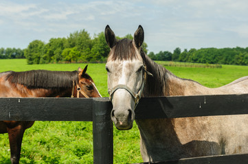 Grey horse