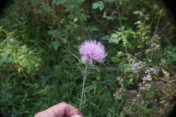 Field Thistle