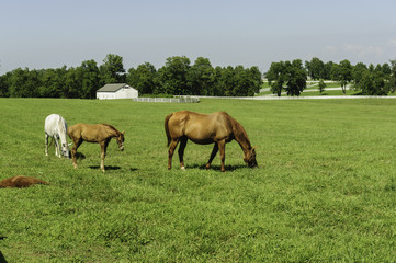 Naklejka na ściany i meble Thoroughbred horses on a Kentucky horse farm