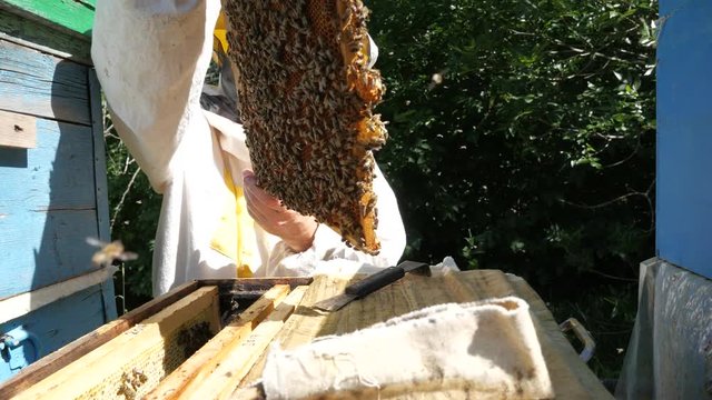 a beekeeper in a special suit looks at a frame with honeycombs for bees in the garden in summer.