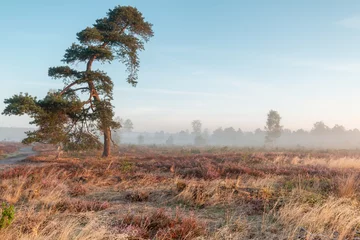 Gordijnen Autumn sunrise with mist in a typical Dutch landscape of heather in a moorland field with a solitary curved pine tree © Maarten Zeehandelaar