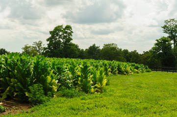 Fototapeta na wymiar Tobacco field