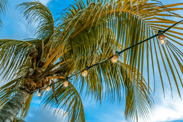 Fototapeta premium String of light bulbs under a palm tree